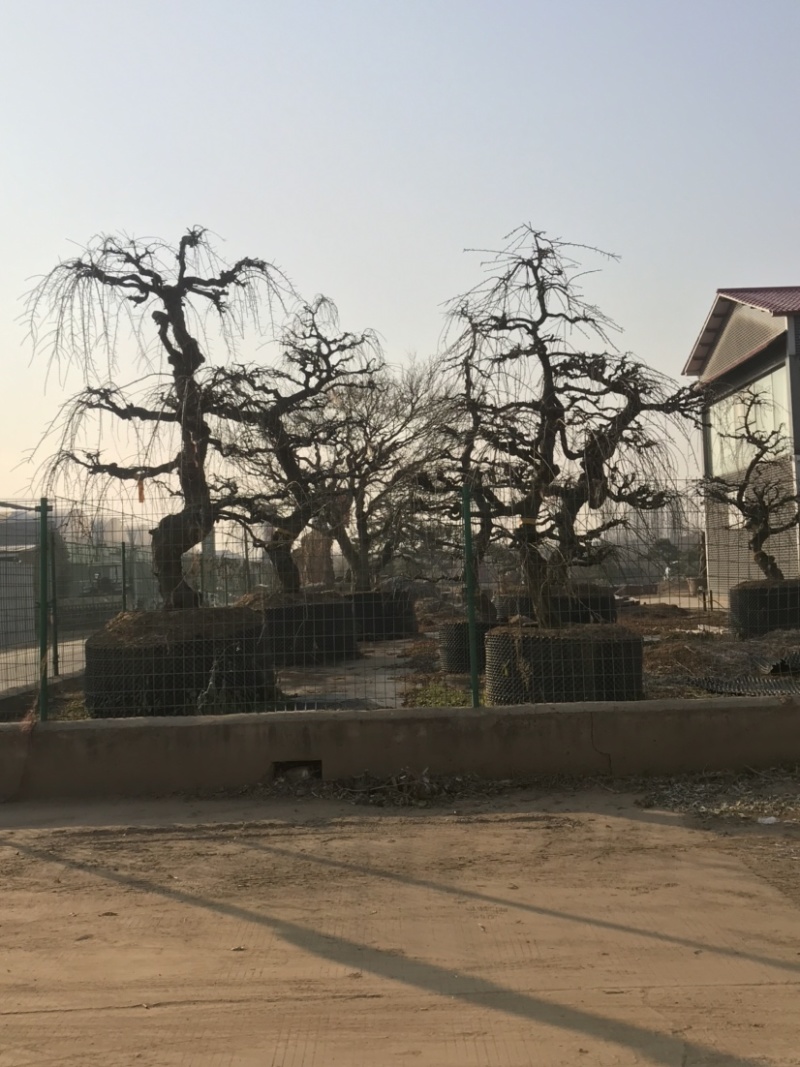 垂梅，垂枝梅，进口垂梅，进口垂枝梅，垂梅基地