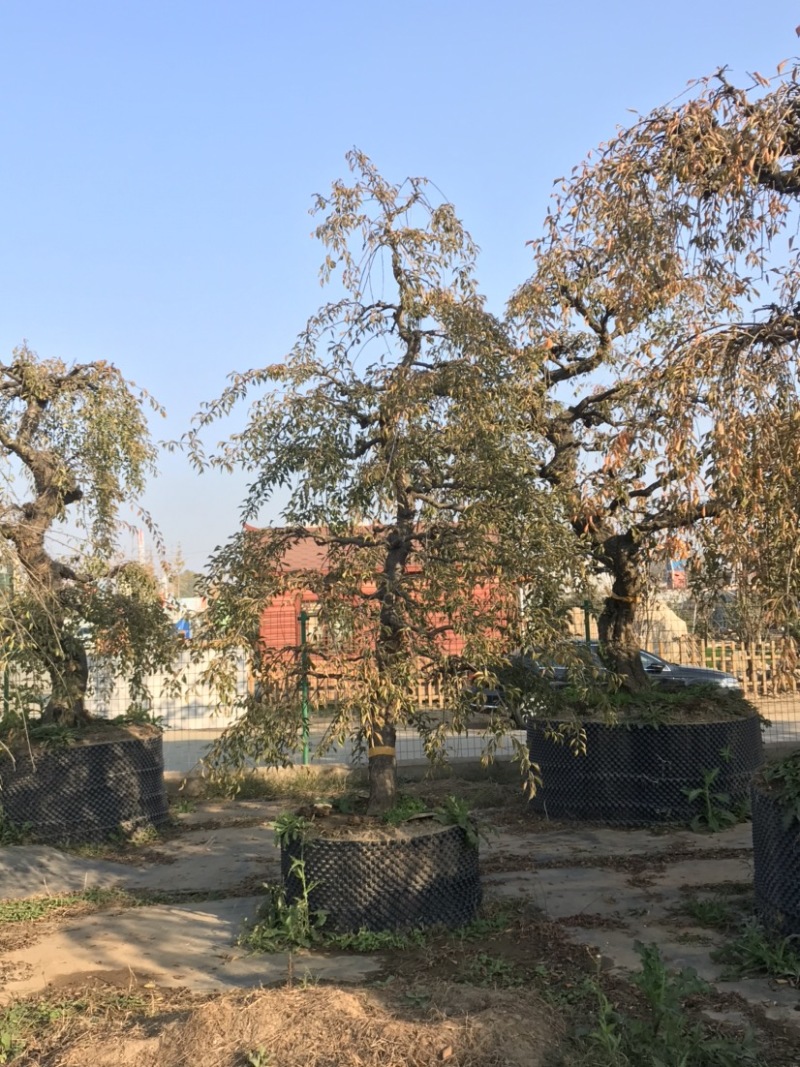 垂梅，垂枝梅，进口垂梅，进口垂枝梅，垂梅基地