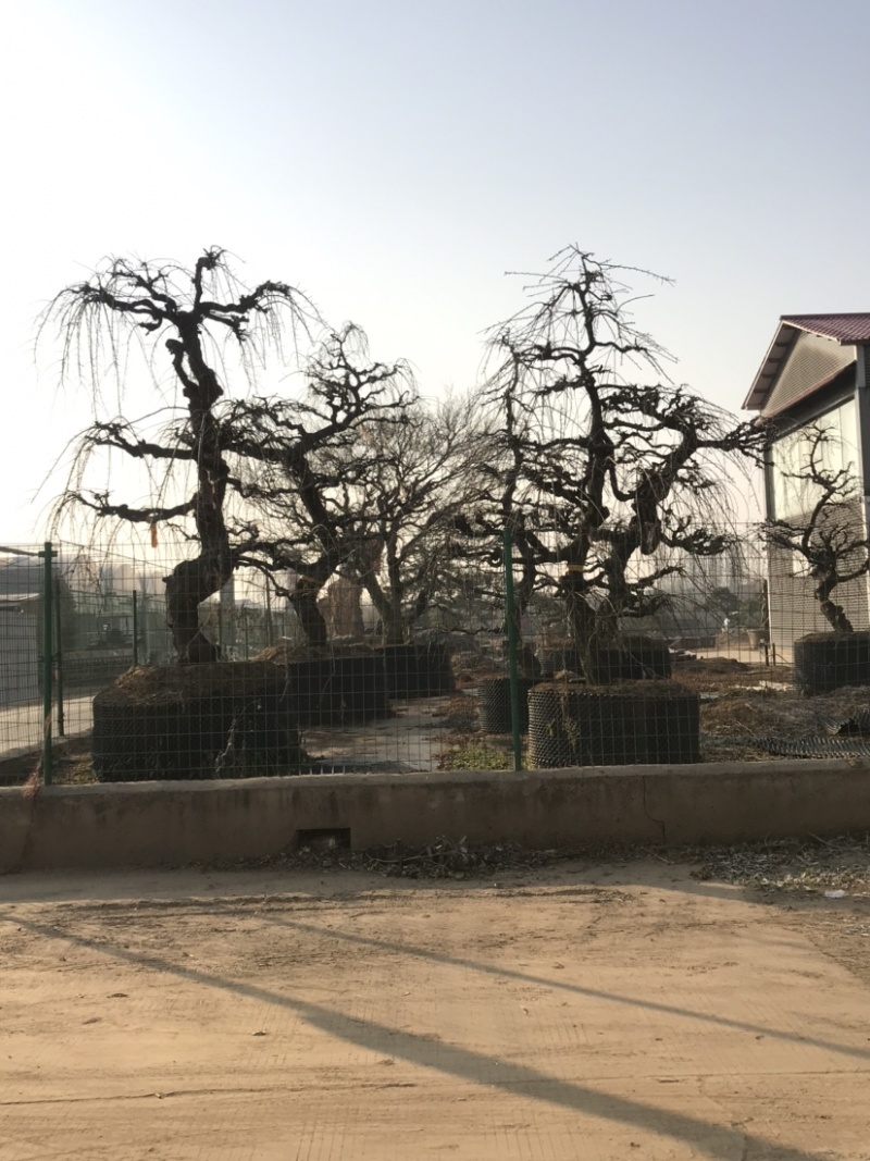 垂梅，垂枝梅，进口垂梅，进口垂枝梅，垂梅基地