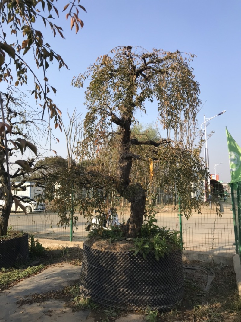 垂梅，垂枝梅，进口垂梅，进口垂枝梅，垂梅基地
