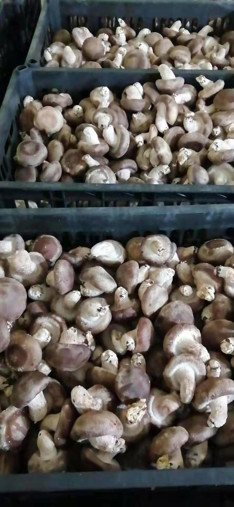 我们有大量现货0912有用货的老板