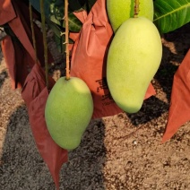 云南水仙金煌芒大量供电商货（果园直供）支持线上交易