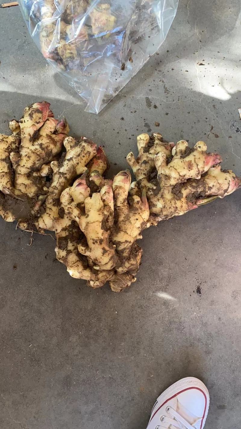 山东优质红芽生姜产地一手货源直发直销无药物残留色泽正