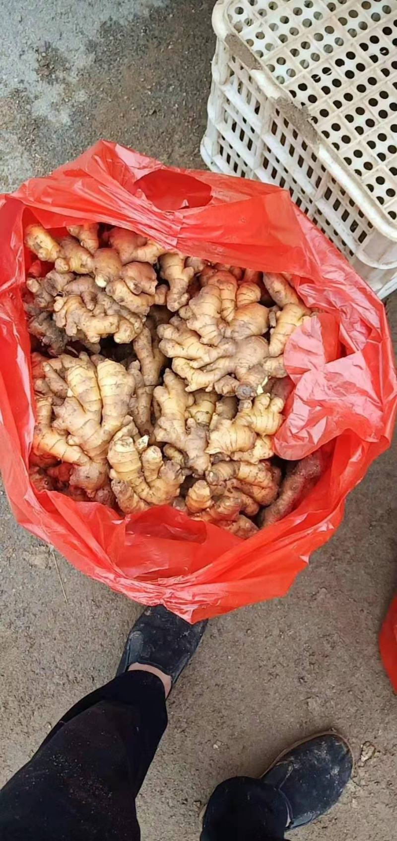 生姜（优质小黄姜）产地直销一手货源物美价廉