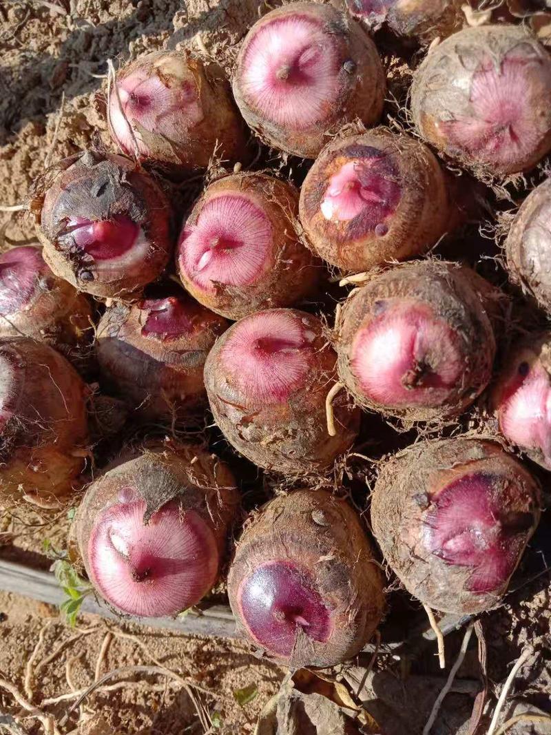 【热销】红芽芋产地直发，价廉物美！诚信为本代发全国