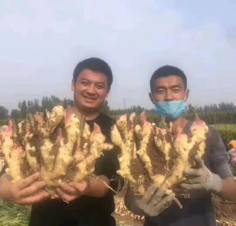 山东精品老姜产地发货一手货源批发品质保证坏烂包赔付