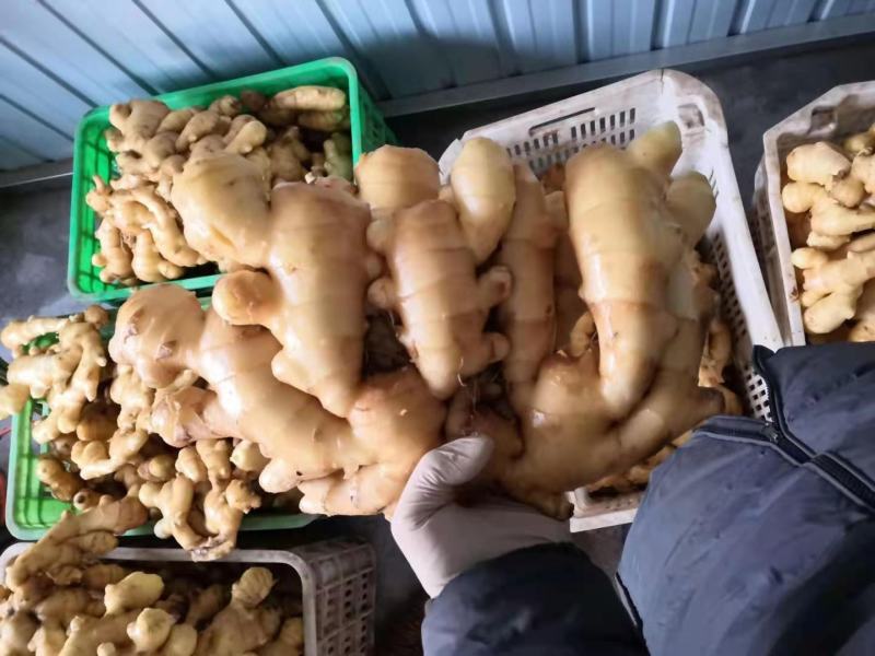 山东精品老姜产地发货一手货源批发品质保证坏烂包赔付