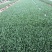 松花苗（青梗松花菜）、抗病好，适应性广，基地直供，价优