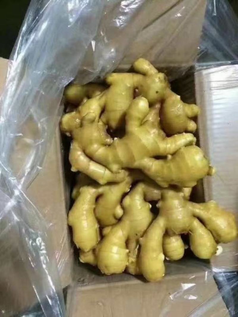 优质（大黄姜）产地直销直发货源充足质量有保障