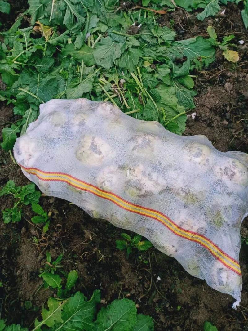 基地芥菜，个大色绿，保质保量可供市场电商加工厂，发货全国