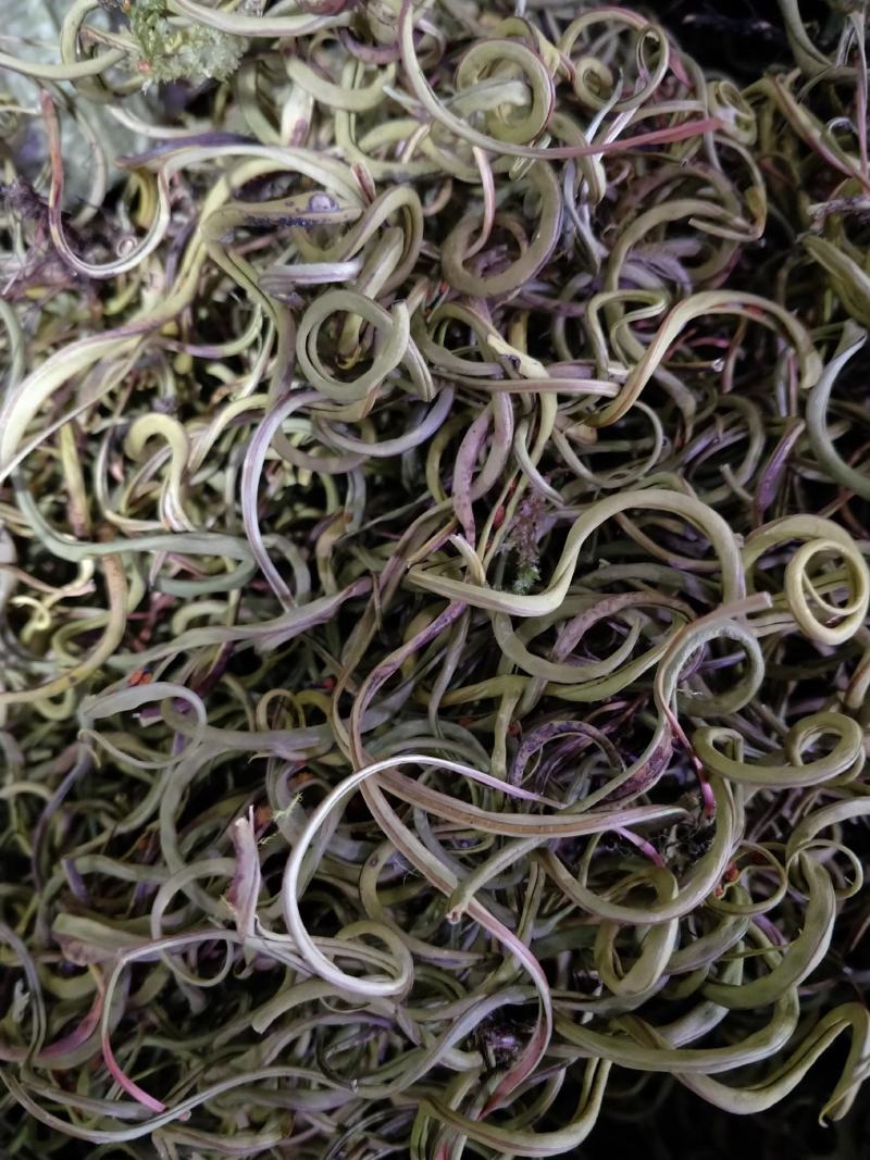 正宗长白山野生肾精茶一瓶50克包邮