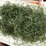 正宗长白山野生肾精茶一瓶50克包邮