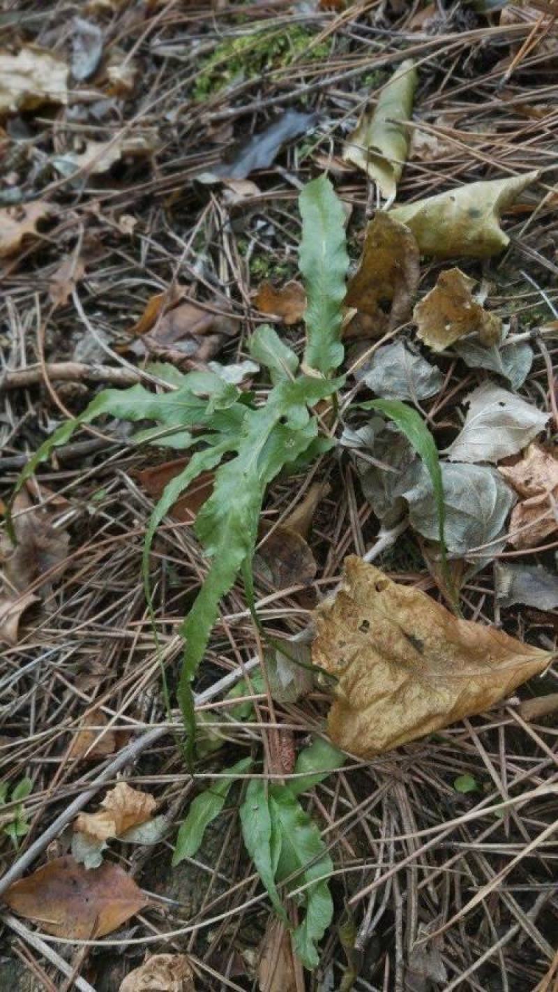 正宗长白山野生肾精茶一瓶50克包邮