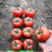 大红西红柿苗子，石头果番茄苗子，粉果番茄苗，柿子苗直根苗