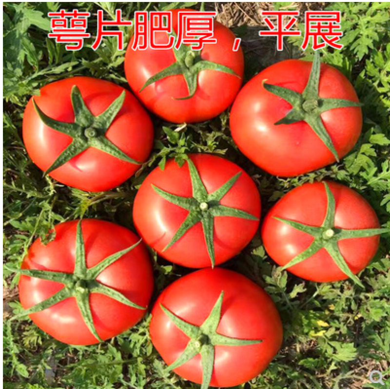 大红西红柿苗子，石头果番茄苗子，粉果番茄苗，柿子苗直根苗