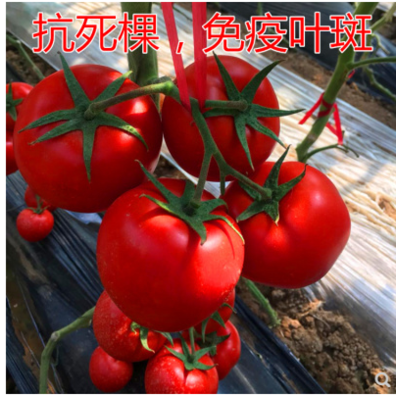 大红西红柿苗子，石头果番茄苗子，粉果番茄苗，柿子苗直根苗