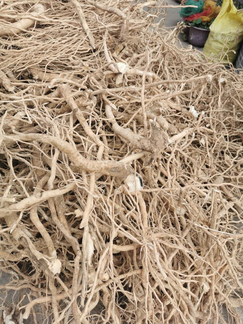 黄花倒水莲吊带黄黄花倒水莲