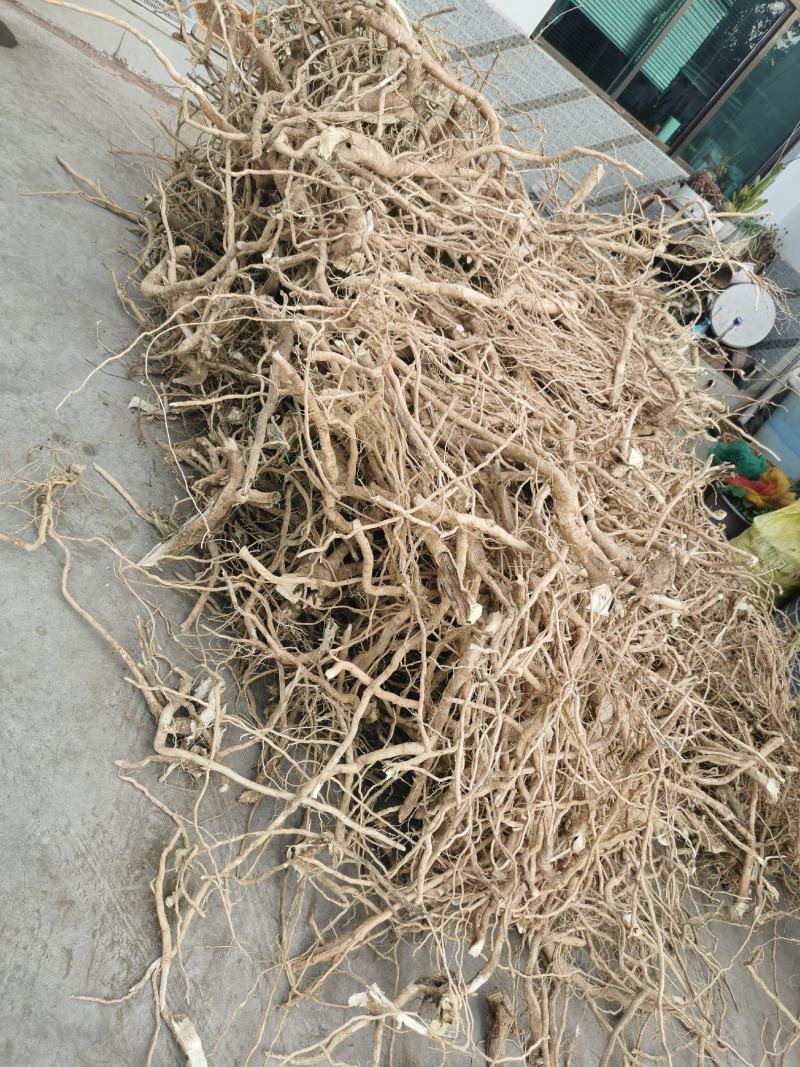黄花倒水莲吊带黄黄花倒水莲