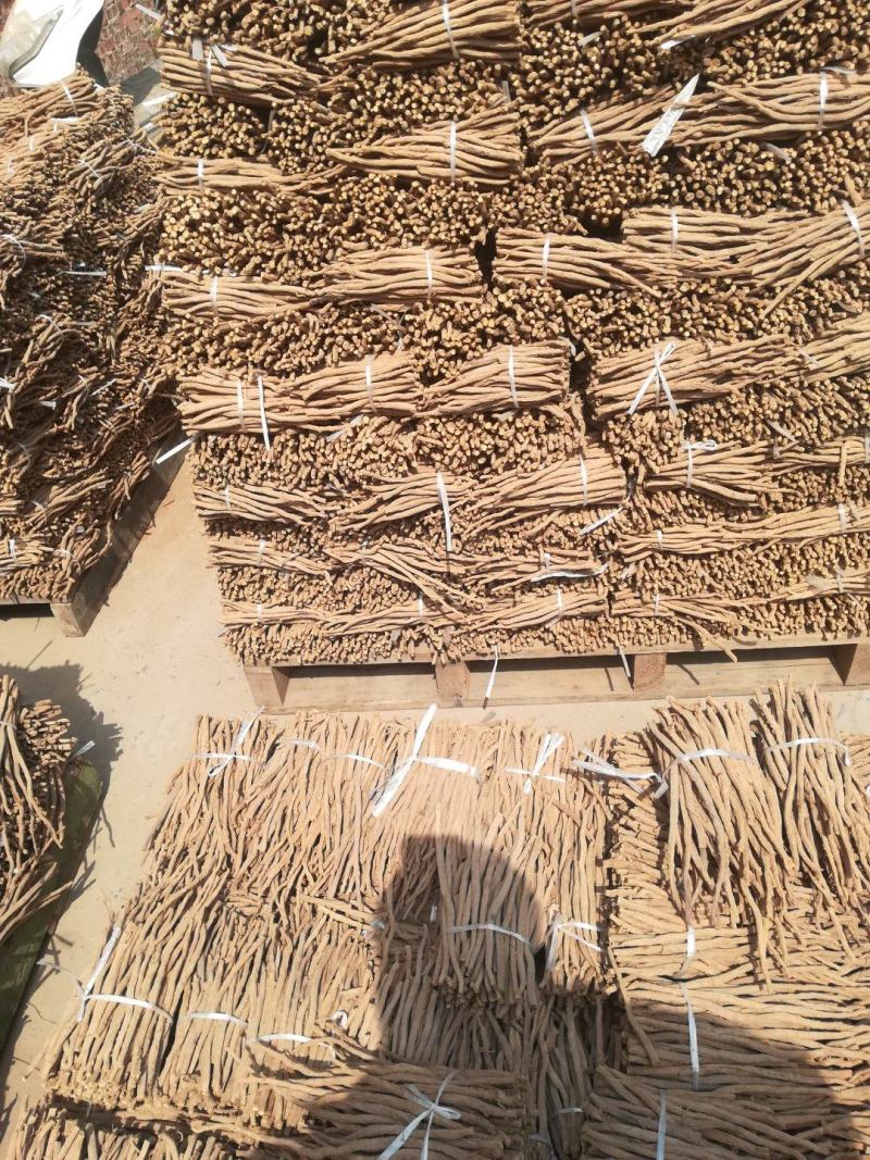 河南焦作道地怀牛膝大量供应