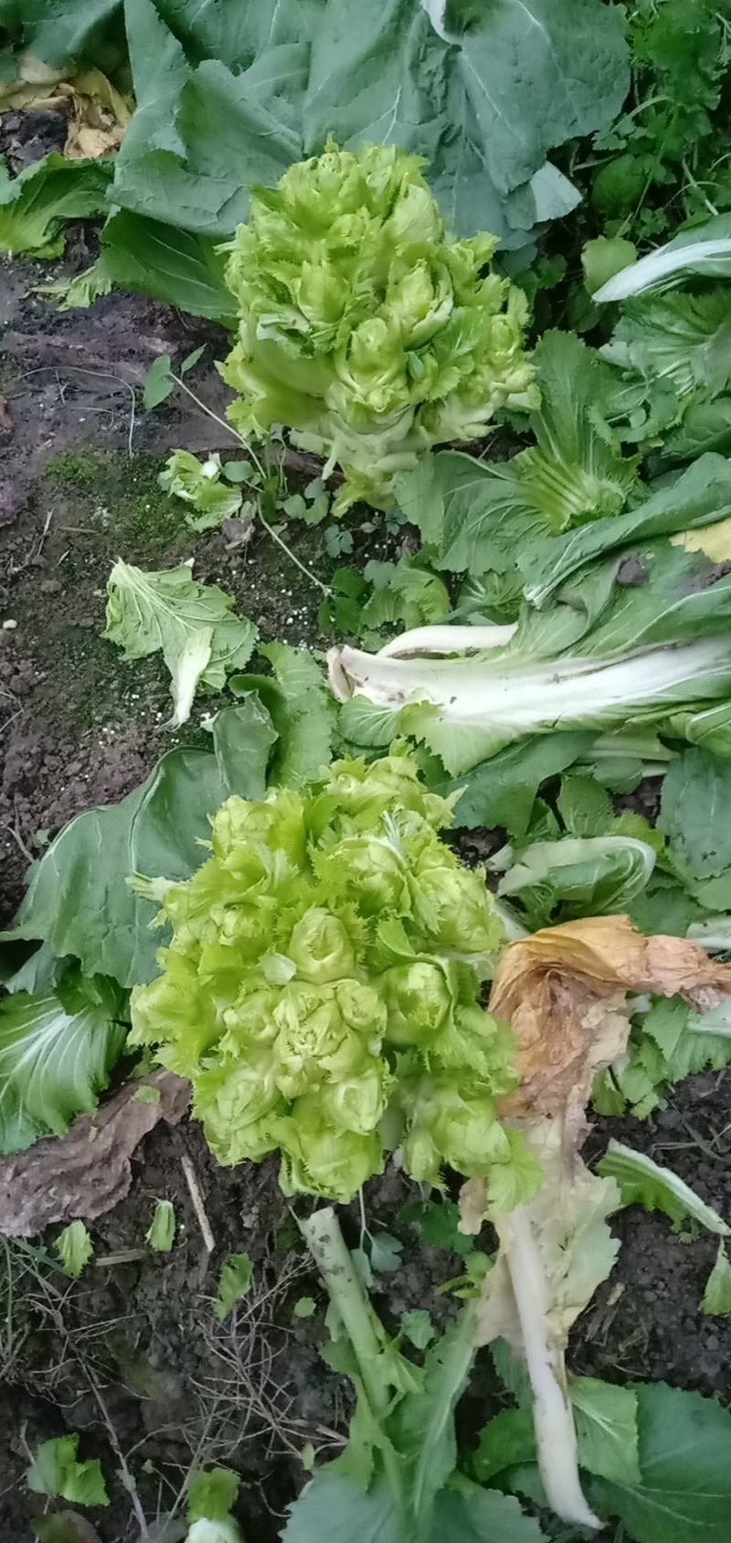 精品儿菜。大量供应。
