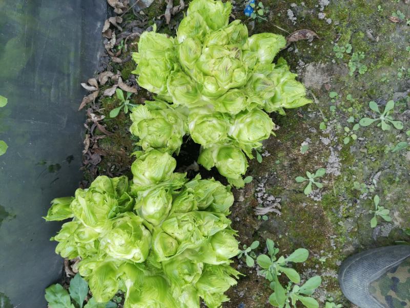 精品儿菜。大量供应。