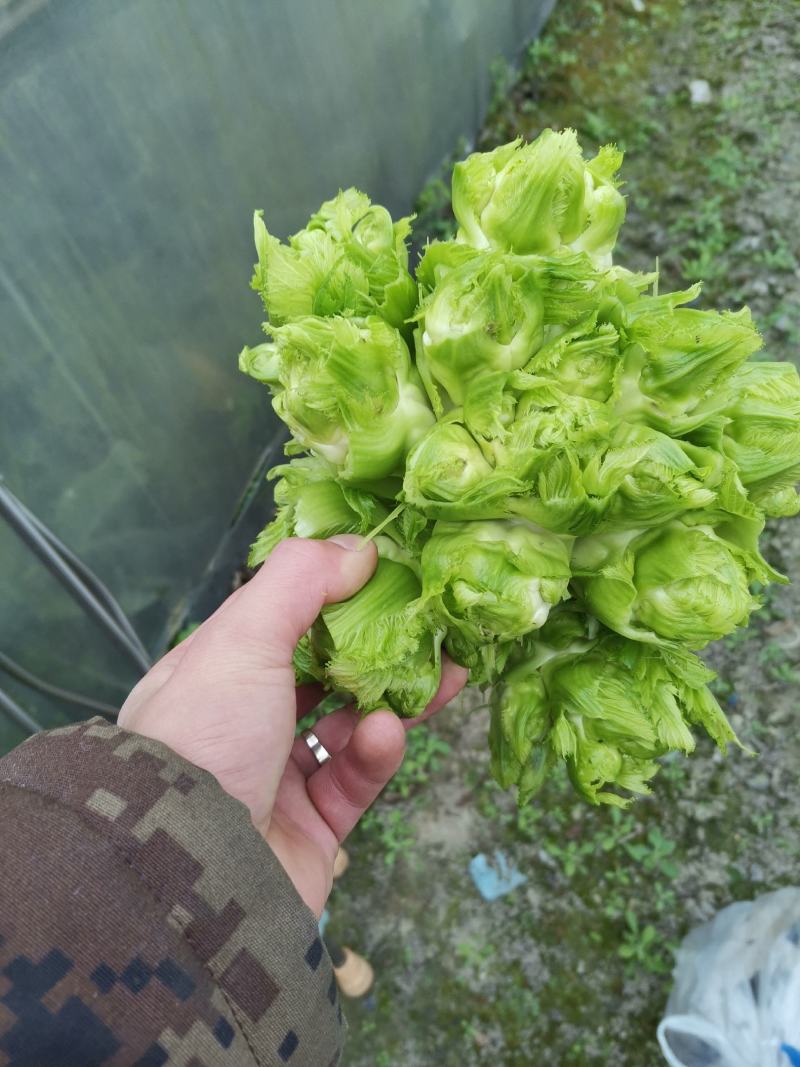精品儿菜。大量供应。
