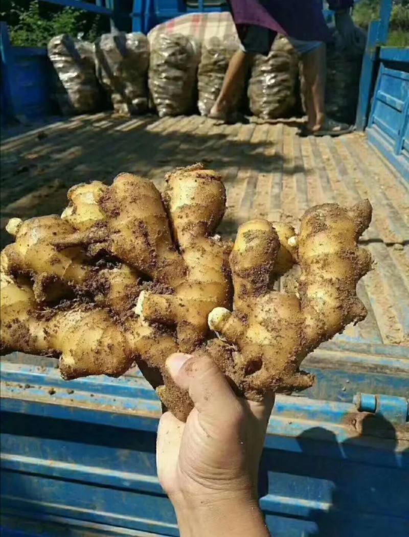 优质大小黄姜鲜姜产地一手货源【电商货直供货源充足】