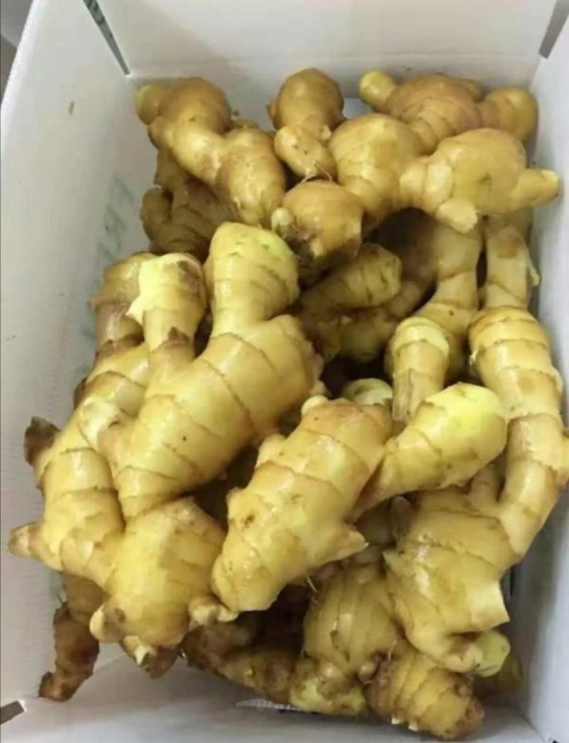 优质大小黄姜鲜姜产地一手货源【电商货直供货源充足】