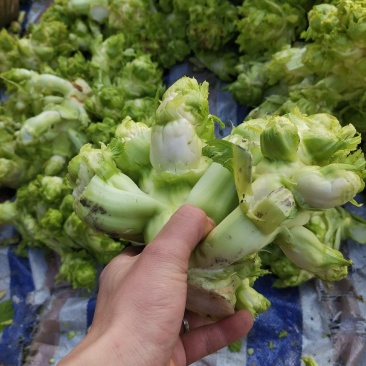精品儿菜。大量供应。