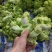 精品儿菜。大量供应。