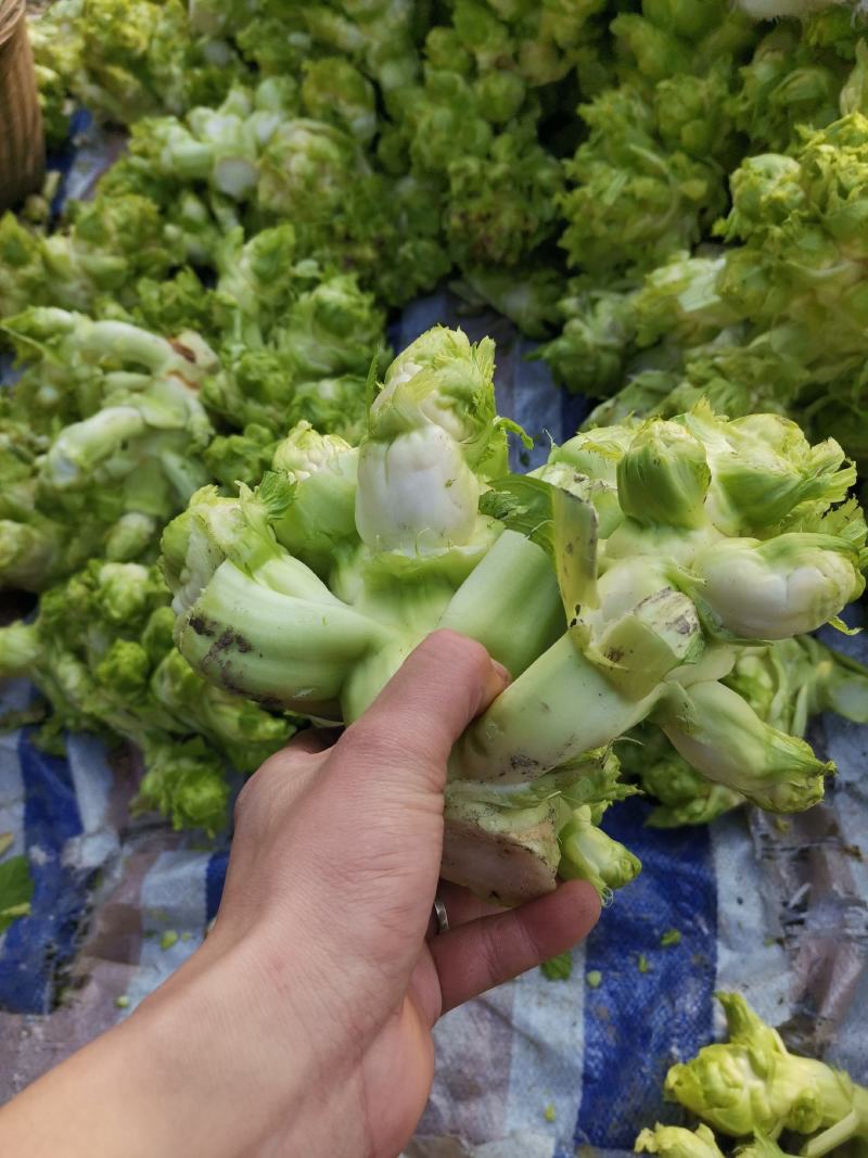 精品儿菜。大量供应。