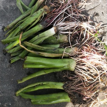 江永正宗香芋苗/福建种苗