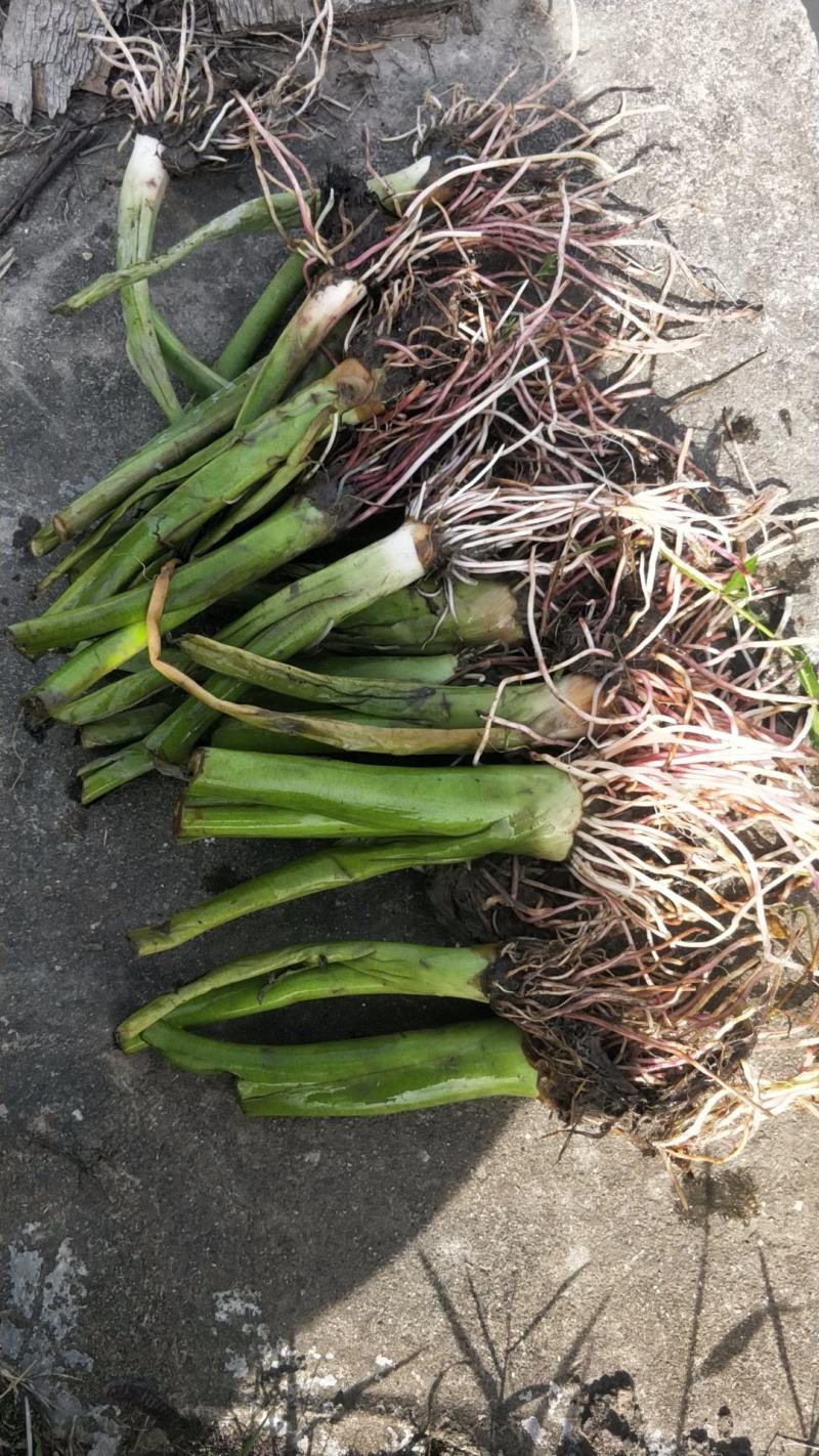 江永正宗香芋苗/福建种苗