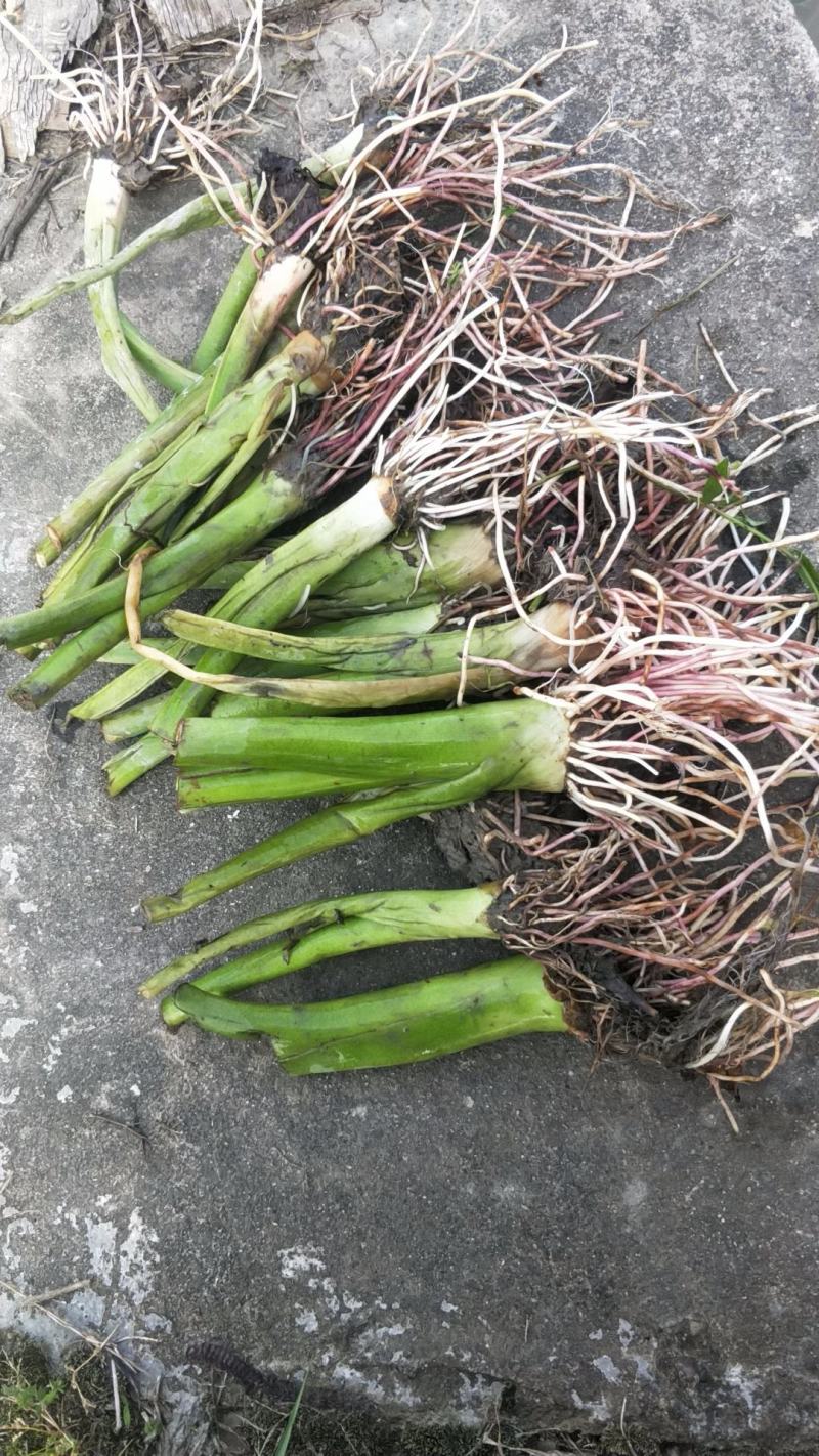 江永正宗香芋苗/福建种苗