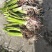 江永正宗香芋苗/福建种苗