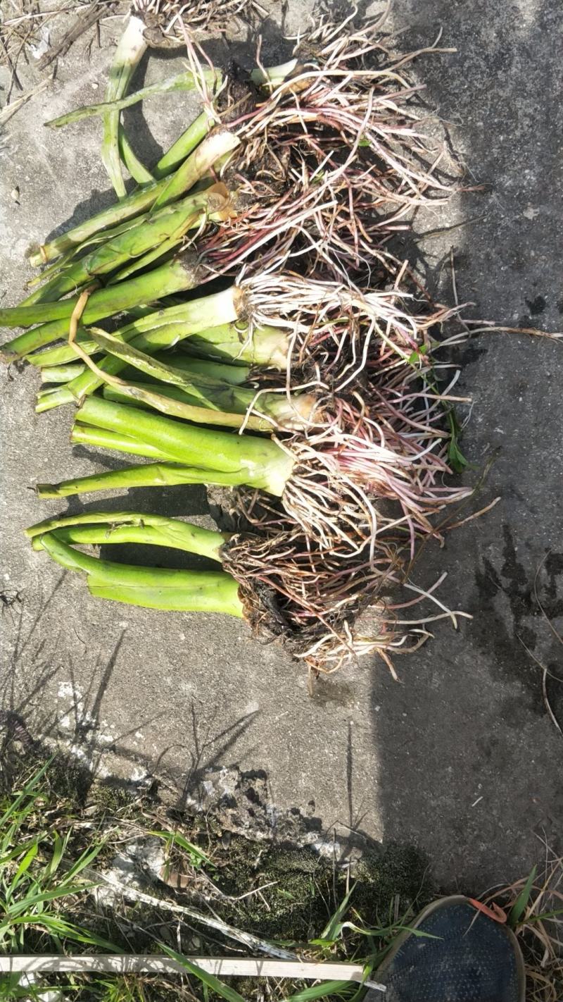 江永正宗香芋苗/福建种苗