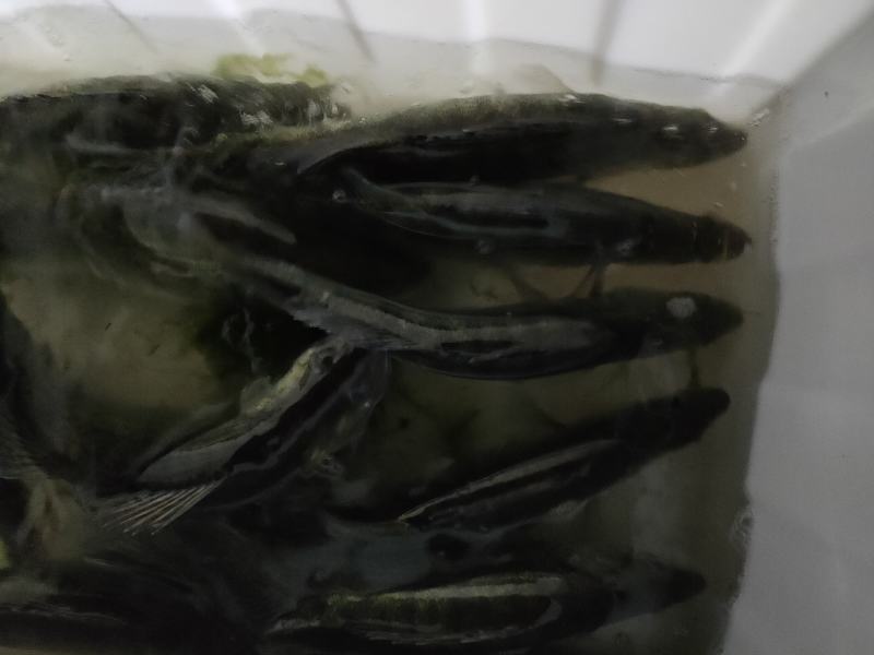 梭鲈鱼来自北方寒冷区的高蛋白鱼类