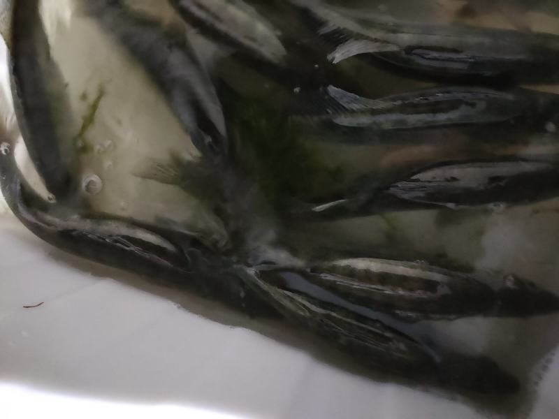 梭鲈鱼来自北方寒冷区的高蛋白鱼类
