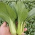 供应青梗菜，日供4000斤不等