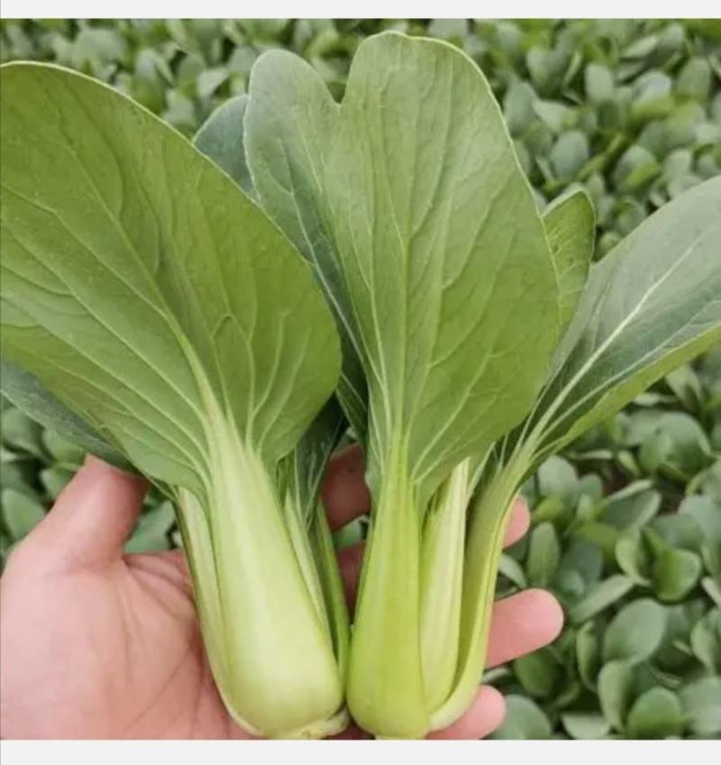 供应青梗菜，日供4000斤不等