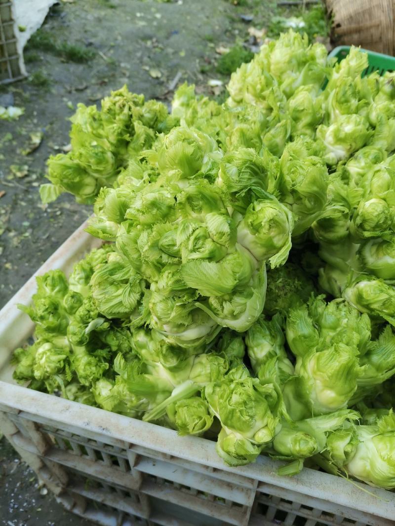 精品儿菜。大量供应。
