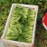 供应青梗菜，日供4000斤不等