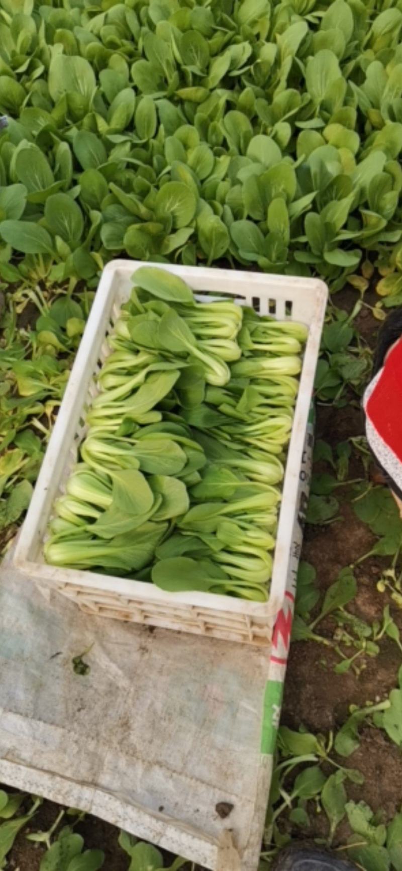 供应青梗菜，日供4000斤不等