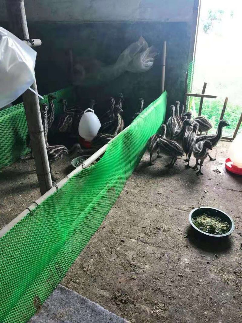 场家直销澳洲鸵鸟，鸸鹋苗，脱温鸸鹋，出壳苗必打疫苗，