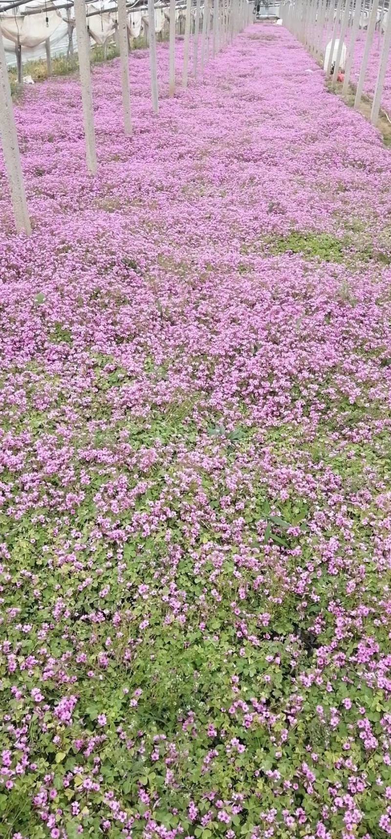 酢浆草，炸酱草，山东酢浆草