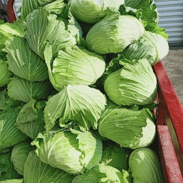 城固包包菜，平头，叶绿菜鲜，产地直销