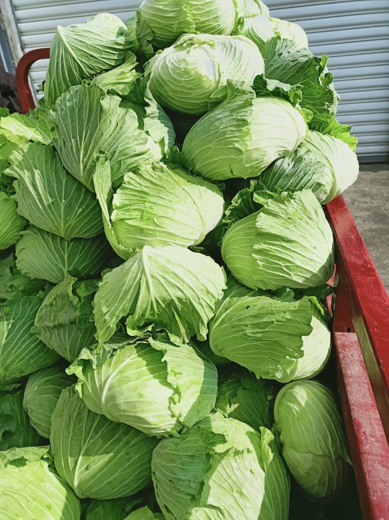 城固包包菜，平头，叶绿菜鲜，产地直销
