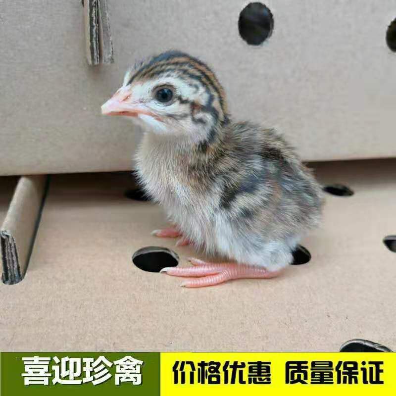 珍珠鸡，脱温珍珠鸡，珍珠鸡苗场家直销一手货源出壳包打疫苗