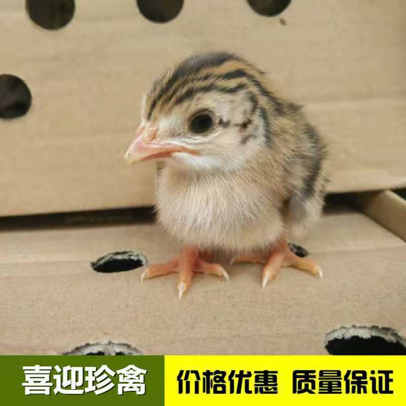 珍珠鸡，脱温珍珠鸡，珍珠鸡苗场家直销一手货源出壳包打疫苗