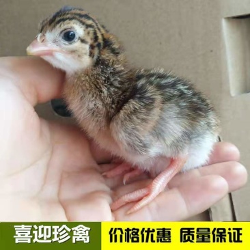 珍珠鸡，脱温珍珠鸡，珍珠鸡苗场家直销一手货源出壳包打疫苗